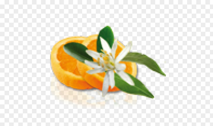 Orange Blossom Flower Water Cream Flavor PNG