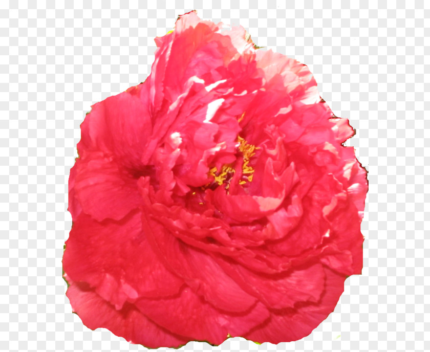 Peony Cabbage Rose Garden Roses Carnation Cut Flowers PNG