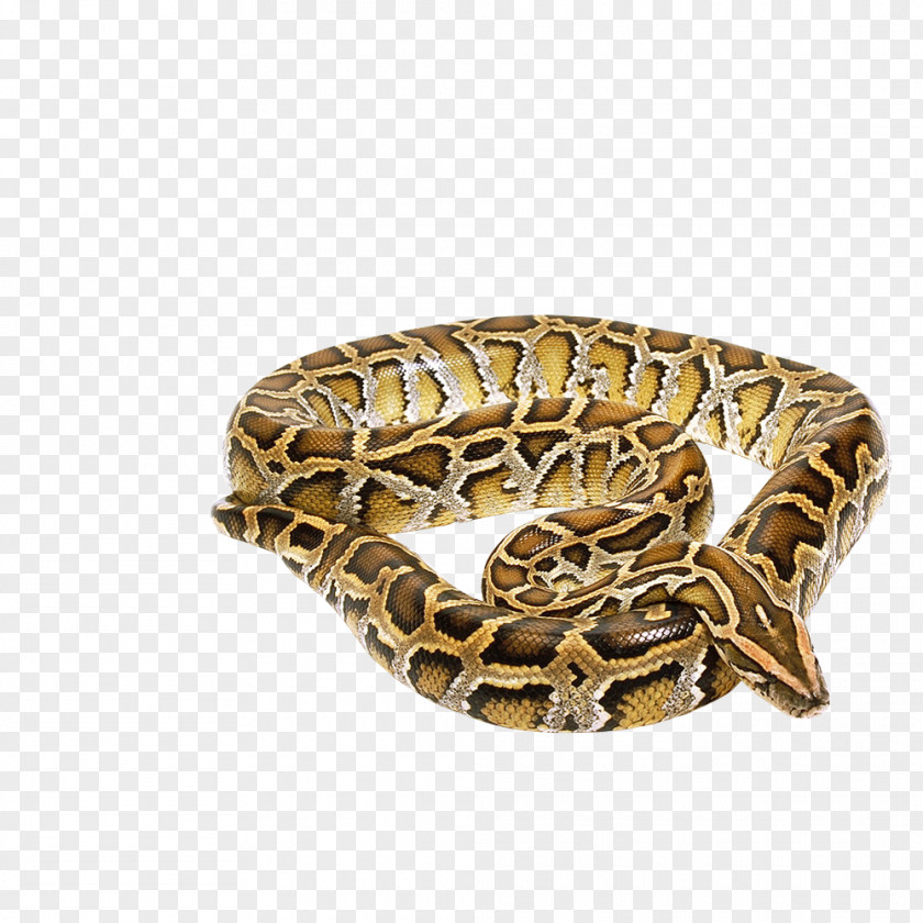 Snake Photography Clip Art PNG
