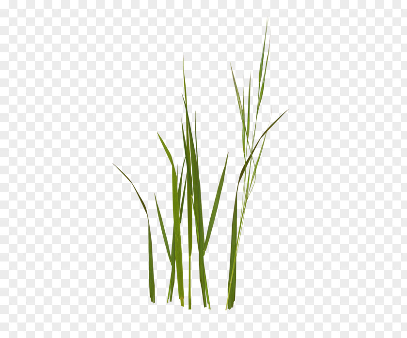 Sweet Grass Wheatgrass Commodity Grasses Plant Stem PNG