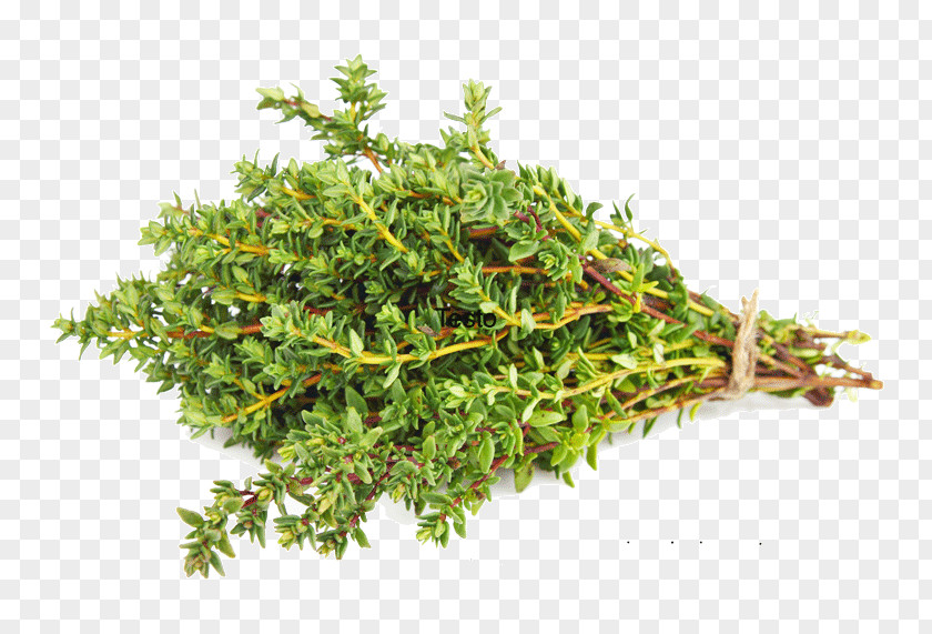 THYM Dried Thyme Herb Spice Vegetable PNG