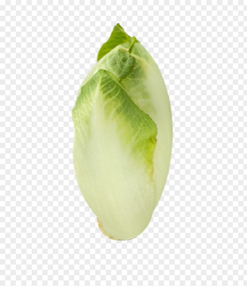 Vegetable Endive Leaf Kohlrabi Salad PNG