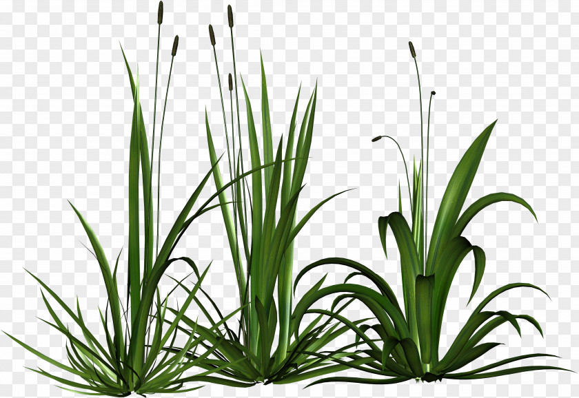 Biological Rosemary Grass Download DepositFiles Clip Art PNG