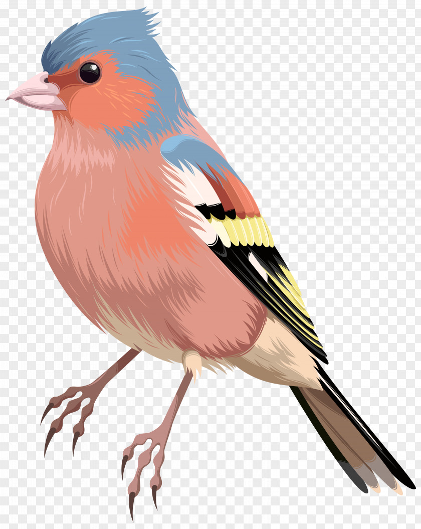 Bird European Robin Domestic Canary Clip Art PNG