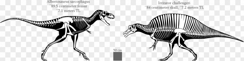 Dinosaur Albertosaurus Spinosaurus Irritator Gorgosaurus Baryonyx PNG