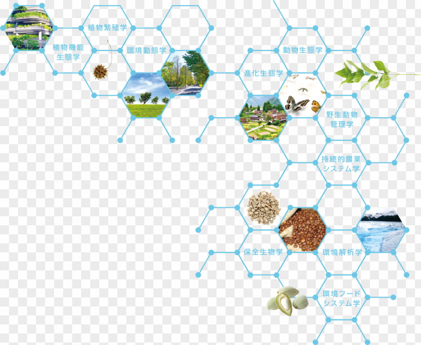 Insect Ecology Tamagawa University Organism Research PNG