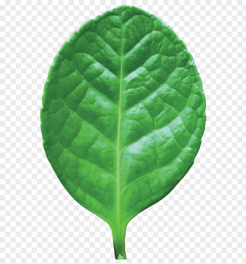 Leaf Green Plant Flower Spinach PNG