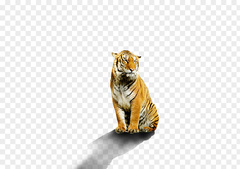 Tiger Bengal Stock Photography White PNG