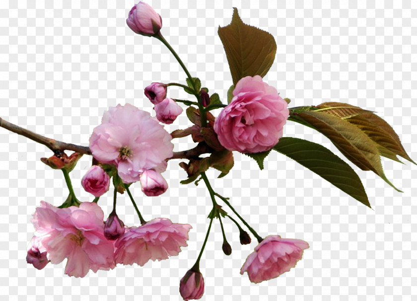 Cherry Blossom Flower Information Drawing Clip Art PNG