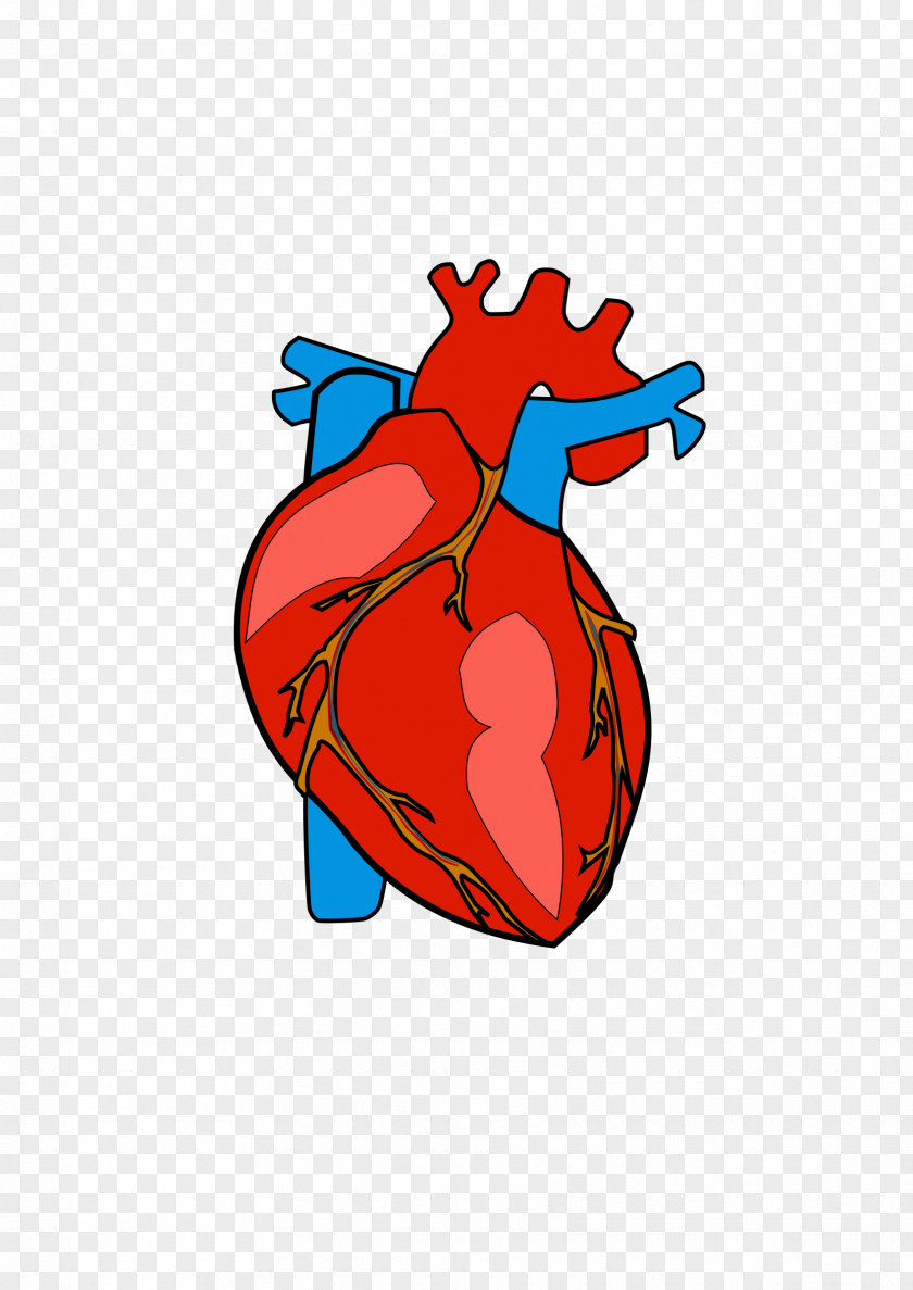 Heart Body Cliparts Anatomy Clip Art PNG
