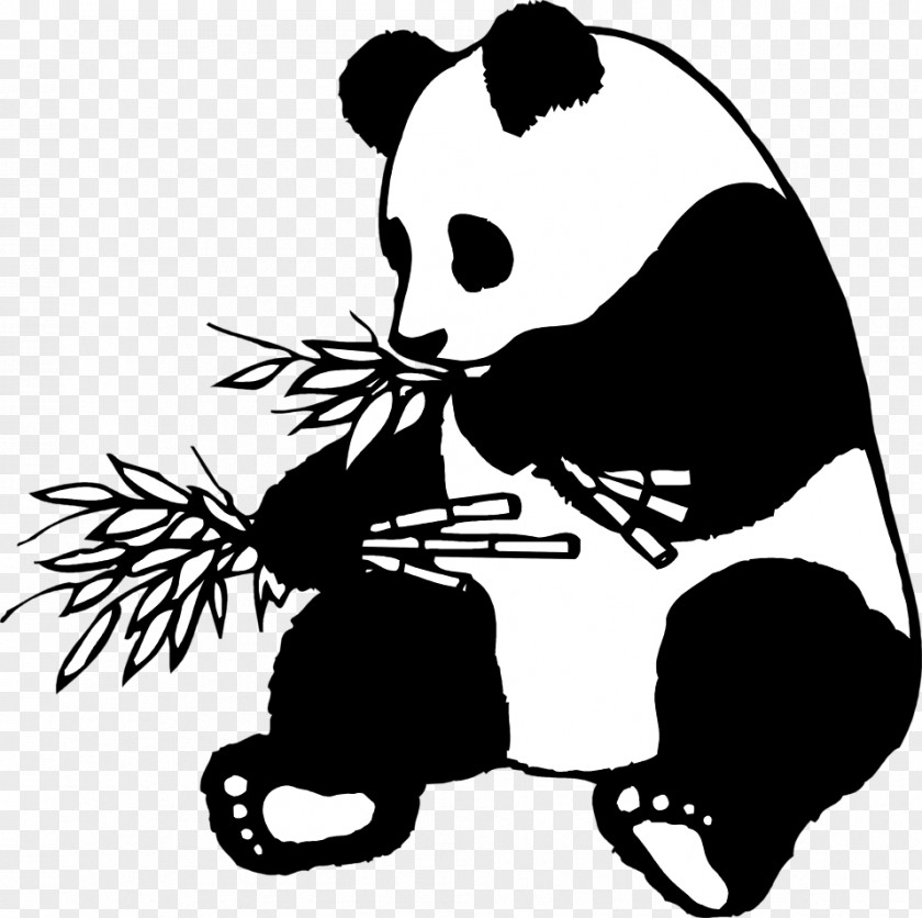 Eat Bamboo Giant Panda Clip Art Drawing Line American Black Bear PNG