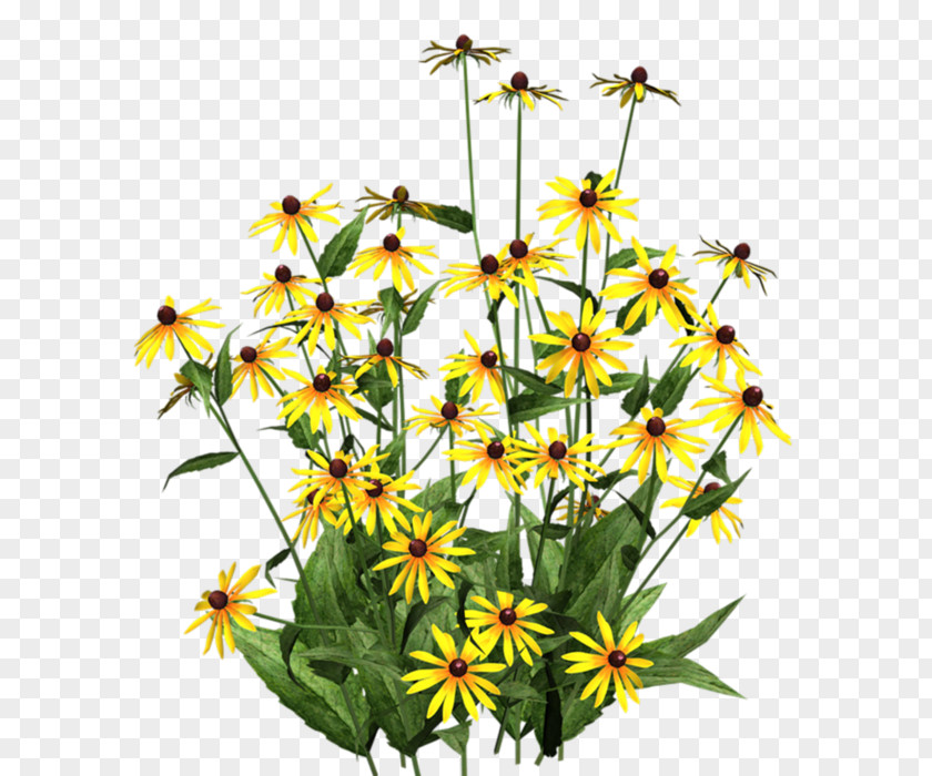 Flower Black-eyed Susan Clip Art Garden PNG