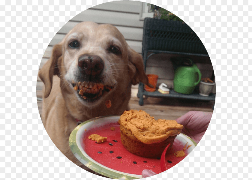 Happy Pet Labrador Retriever Puppy Dog Breed Food PNG