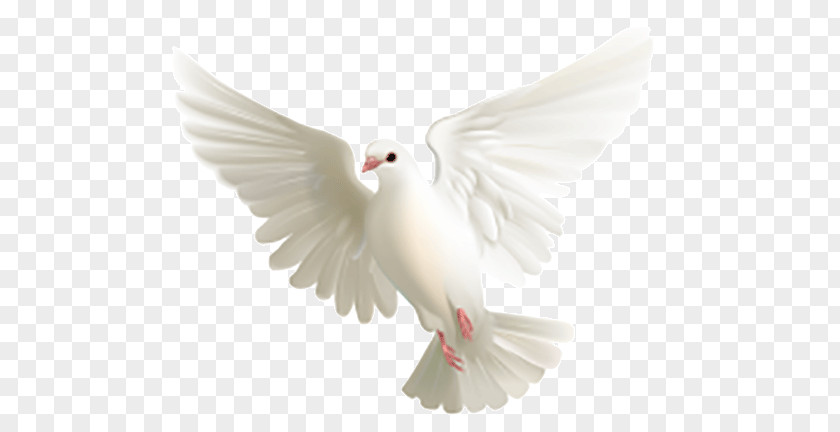Peace Dove PNG dove clipart PNG