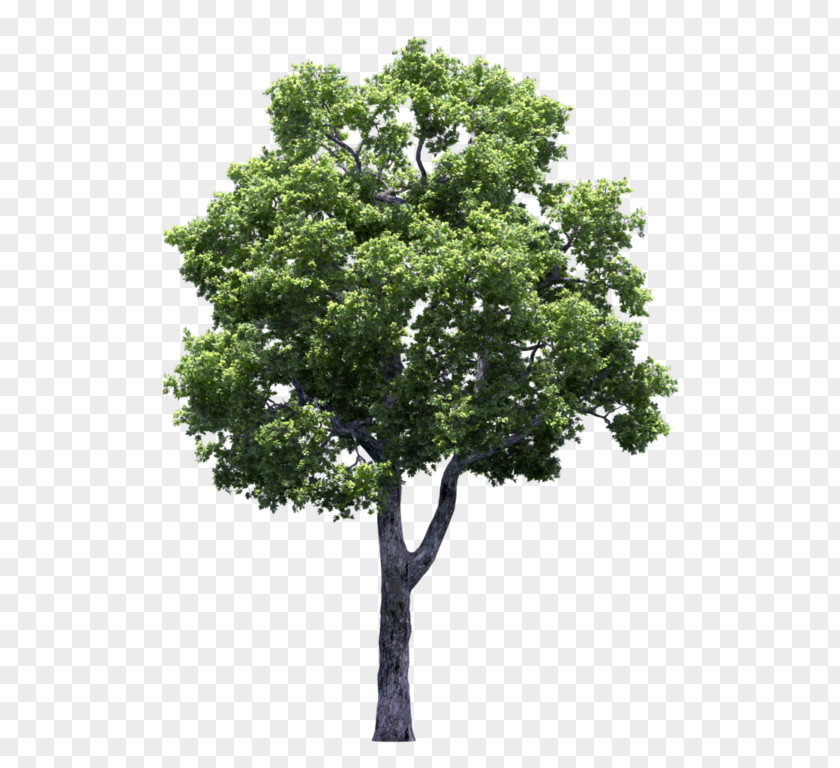 Tree White Poplar Shrub PNG