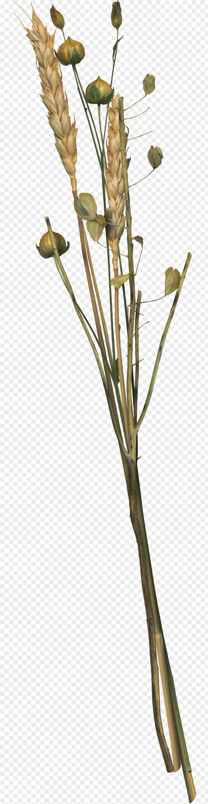Wheat Flowers Flower PNG