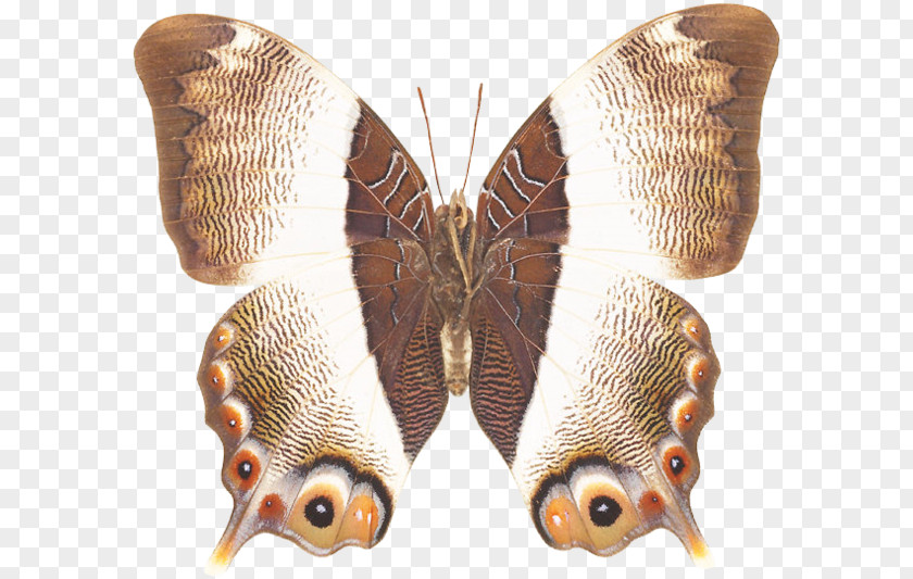 Butterfly Brush-footed Butterflies Silkworm Moth PNG