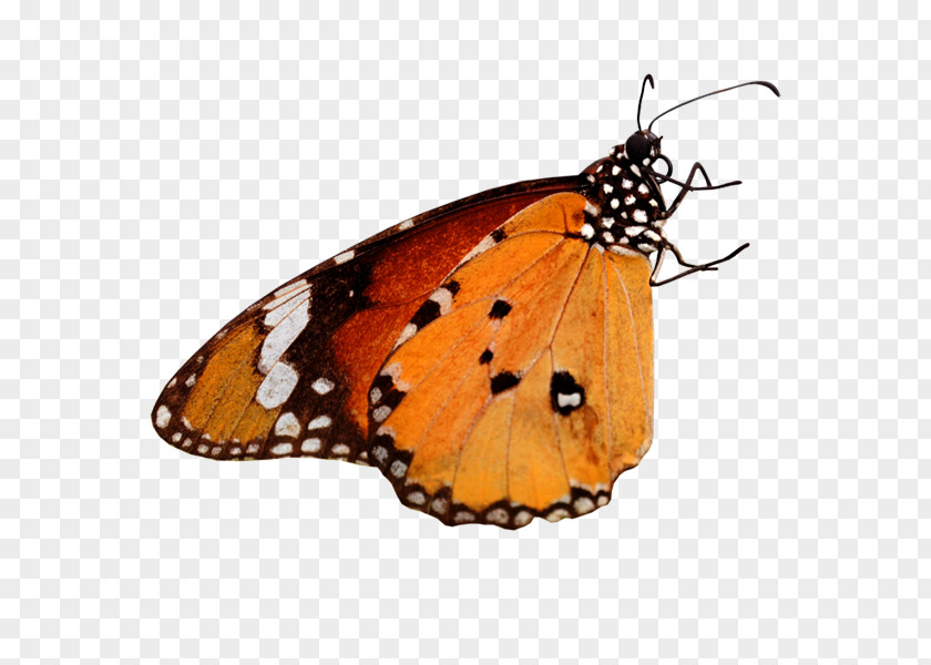 Butterfly Monarch Nikon D7100 Camera Blog PNG