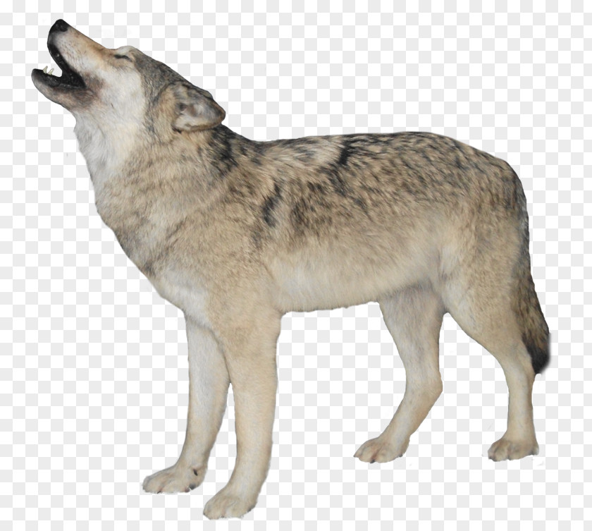 Dog Aniu Red Fox Arctic Wolf PNG