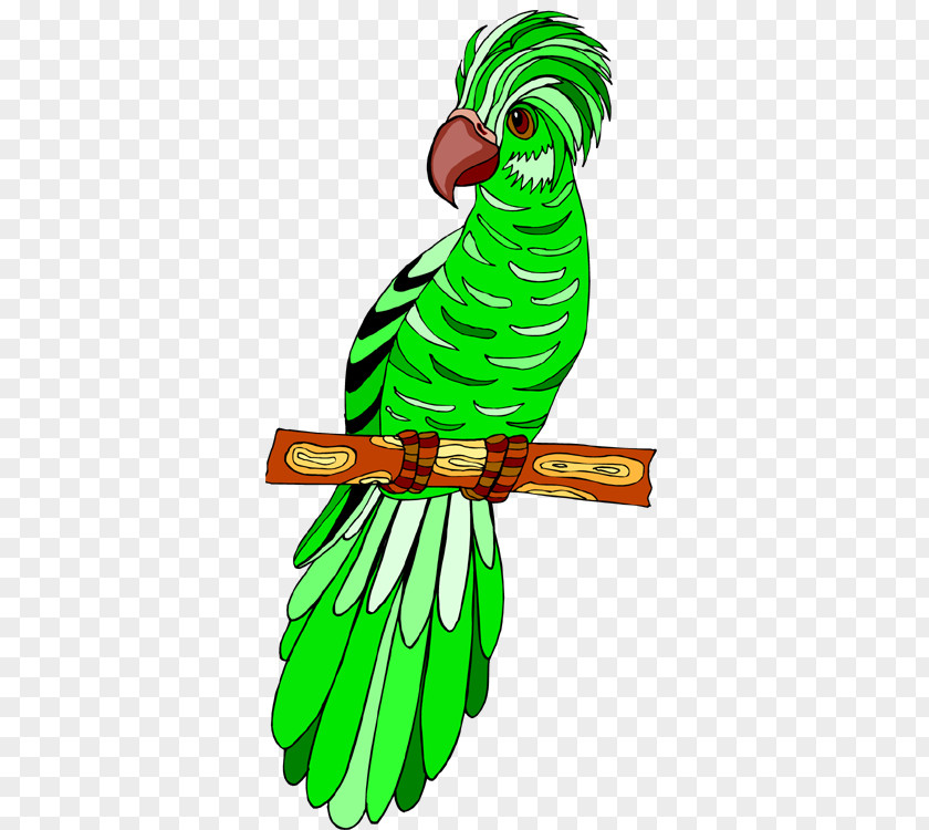 Feather Macaw Beak Parakeet Clip Art PNG