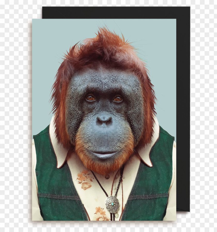 Orangutan Zoo Portraits Bornean Photography Animal PNG