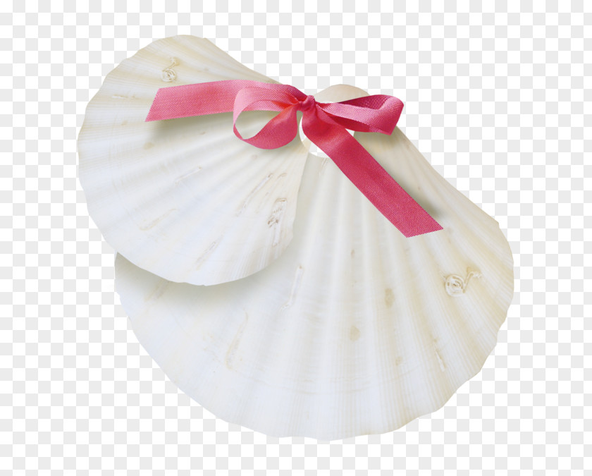 Seashell Image White Sea Snail Conch PNG