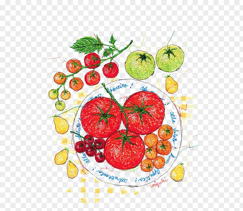 Watercolor Tomato Painting Illustrator Illustration PNG