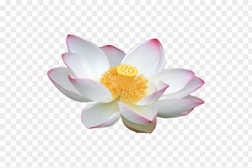 White Lotus Nelumbo Nucifera Download PNG