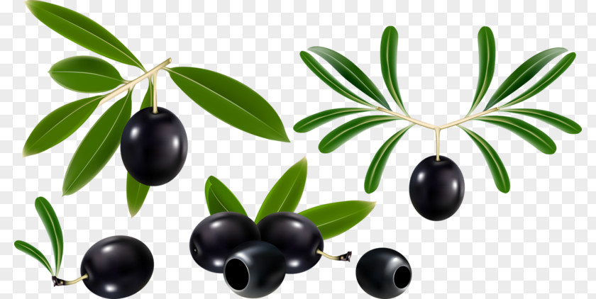 Black Cherry Olive Oil Leaf Branch PNG