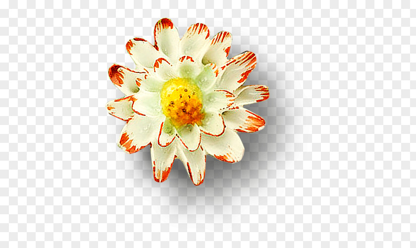 Floating Lotus Nelumbo Nucifera Download Google Images Floral Design PNG