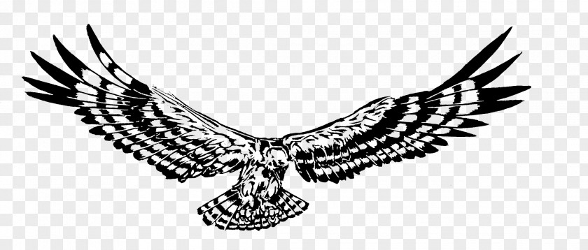 Hawk Bird Of Prey Eagle Tree PNG