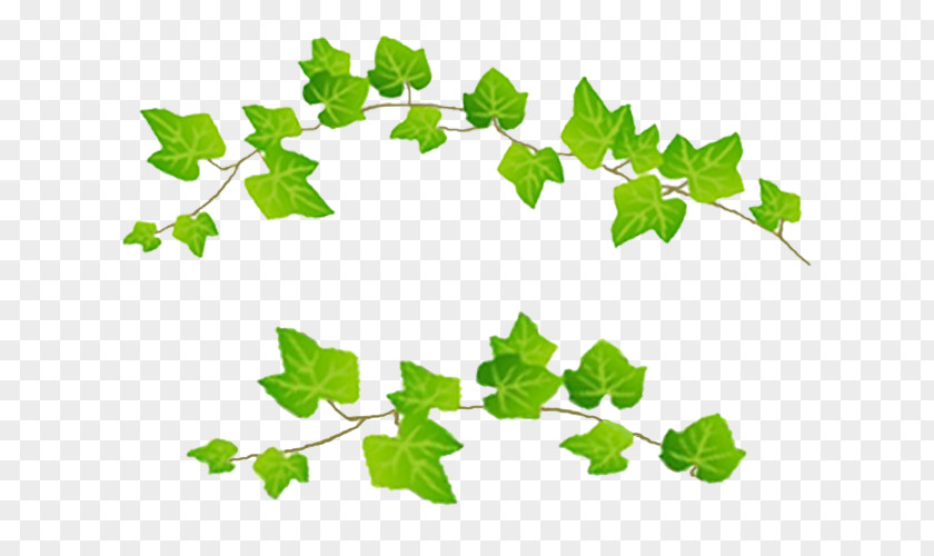 Hojas Naver Blog Leaf Plant Stem PNG