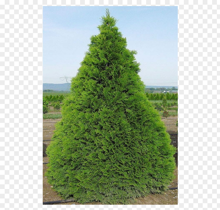 Thuja Spruce Pine Larch Arborvitae Fir PNG