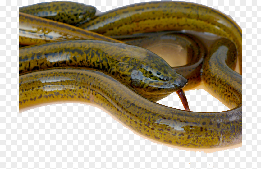 Tongue Eel Asian Swamp Cuchia Fish U8edfu515cu9577u9b5a PNG
