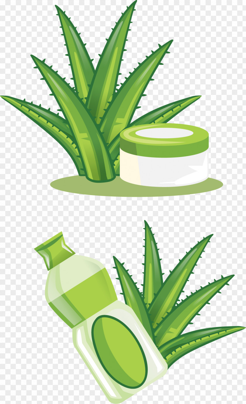 Vector Hand-painted Aloe Skin Care Products Vera Euclidean Cdr PNG