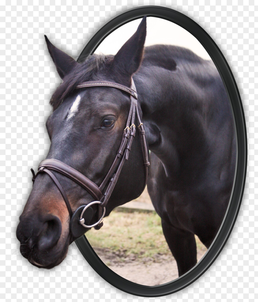 Breakthrough Stallion Bridle Mustang Mare Saddle PNG