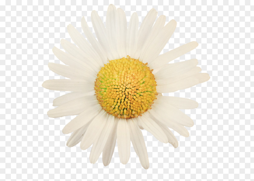 Camomile Common Daisy Shasta Photography PNG