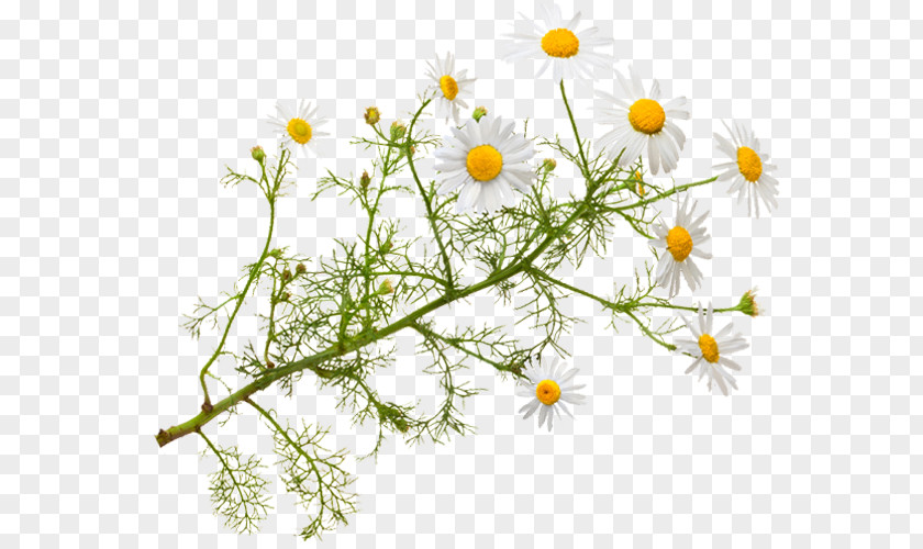 Chamaemelum Nobile Roman Chamomile Herbal Tea Essential Oil PNG