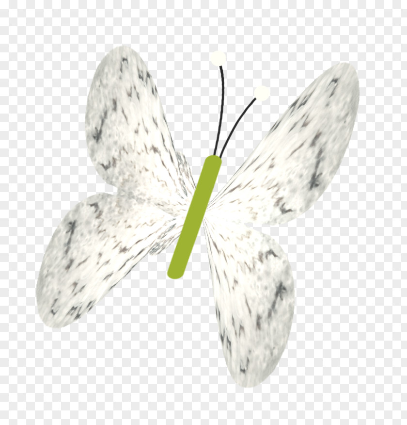 White Butterfly Bombycidae Insect PNG