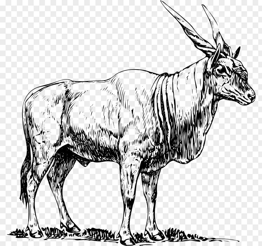 Antelope Clipart Common Eland Drawing Clip Art PNG