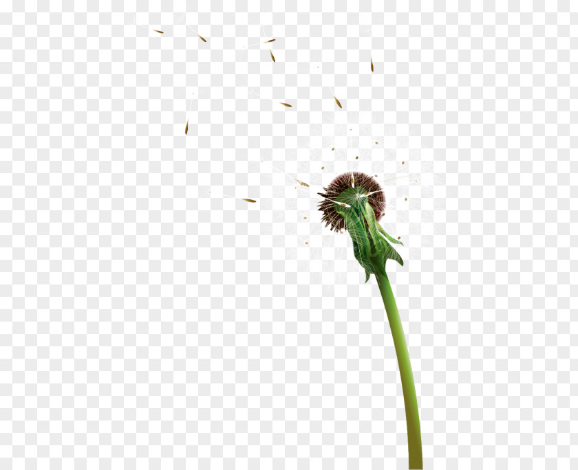 Dandelion RGB Color Model Plant PNG