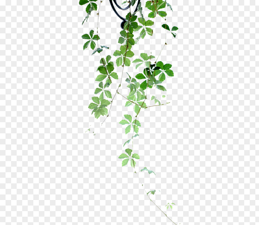 Green Leaves Plant Flower Poetry PNG