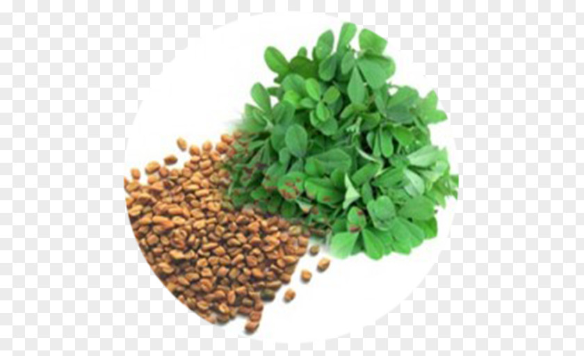 Leaf Fenugreek Indian Cuisine Kadhi Herb PNG