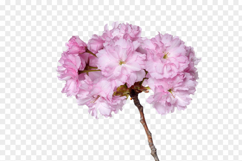 Pink Cherry Blossom Branches Cerasus Prunus Serrulata Plum Sweet PNG