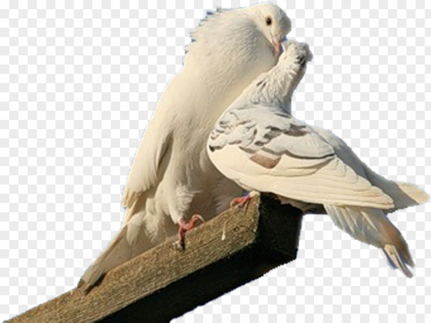 Bird Of Prey Columbidae Beak Typical Pigeons PNG