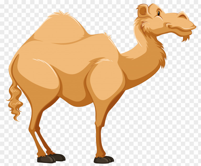 Dromedary Vector Graphics Clip Art Cartoon PNG