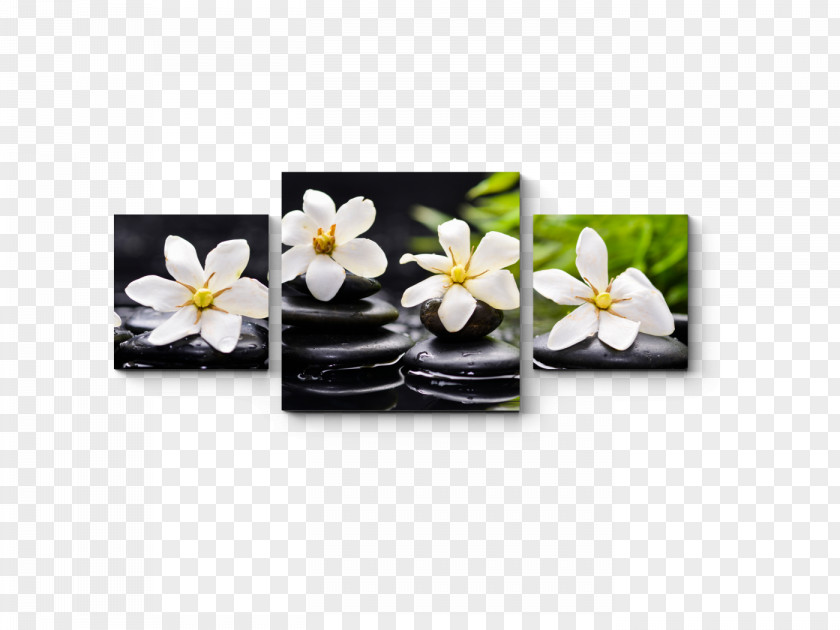 Flower Flowering Plant PNG