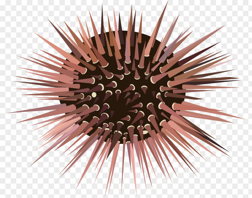 Hedgehog Sea Urchin Otter Clip Art PNG