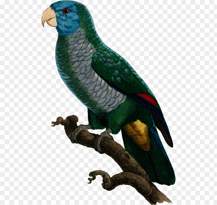 Parrot Budgerigar Blue-winged Parrotlet Macaw Bird PNG