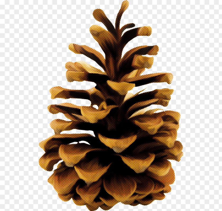 Pine Family Plant Sugar Conifer Cone Oregon Tree PNG